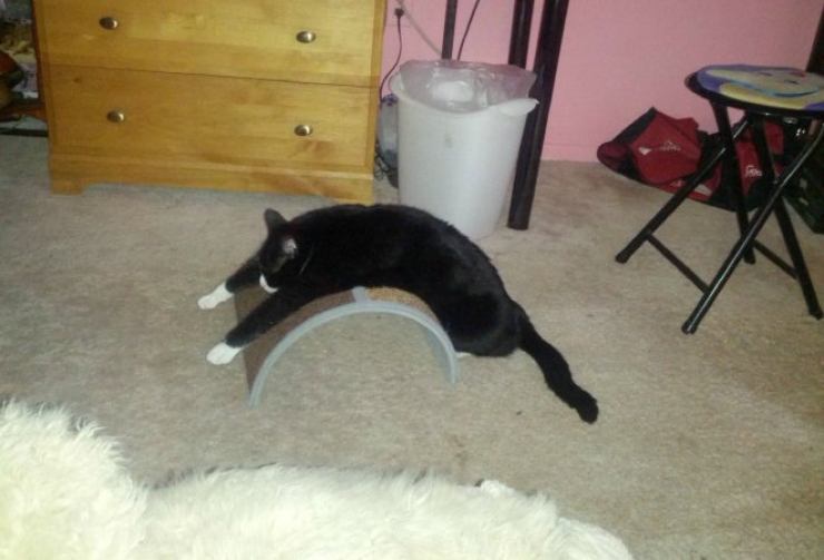 Illustration de l'article : Les chats n&rsquo;aiment visiblement pas vos cadeaux&hellip; La preuve en 24 photos !