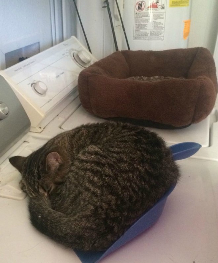 Illustration de l'article : Les chats n&rsquo;aiment visiblement pas vos cadeaux&hellip; La preuve en 24 photos !