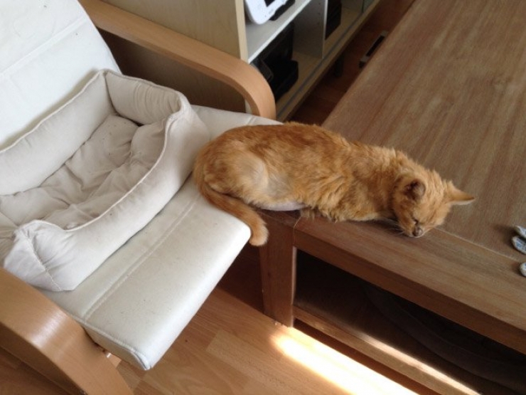 Illustration de l'article : Les chats n&rsquo;aiment visiblement pas vos cadeaux&hellip; La preuve en 24 photos !