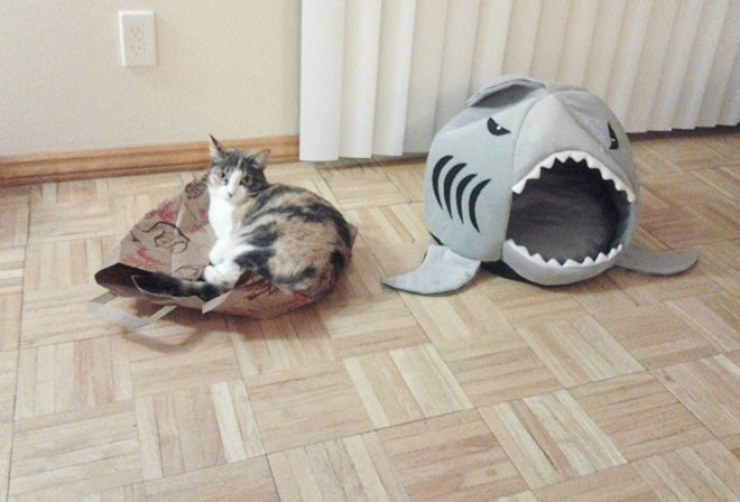 Illustration de l'article : Les chats n&rsquo;aiment visiblement pas vos cadeaux&hellip; La preuve en 24 photos !