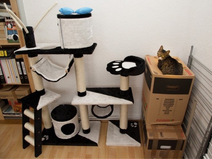 Illustration de l'article : Les chats n&rsquo;aiment visiblement pas vos cadeaux&hellip; La preuve en 24 photos !