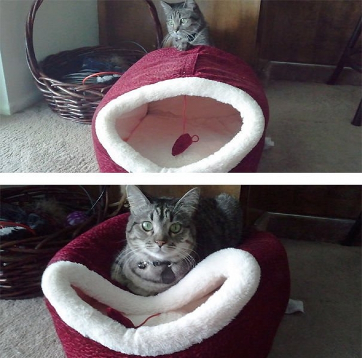 Illustration de l'article : Les chats n&rsquo;aiment visiblement pas vos cadeaux&hellip; La preuve en 24 photos !