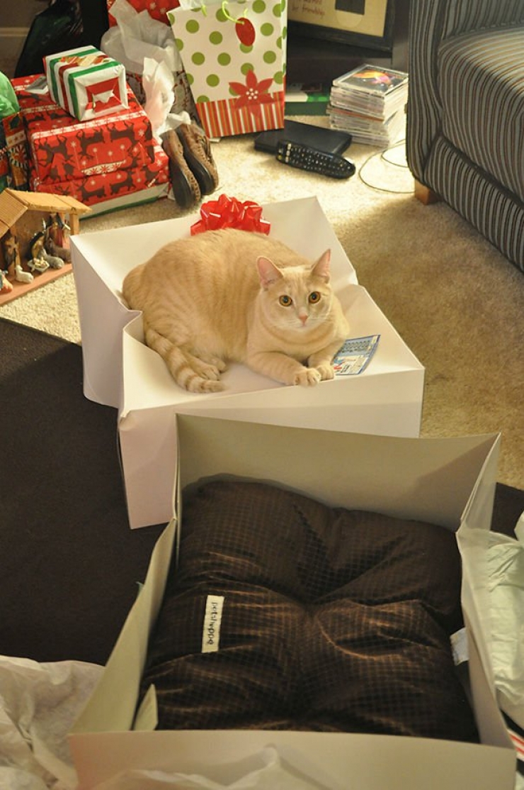 Illustration de l'article : Les chats n&rsquo;aiment visiblement pas vos cadeaux&hellip; La preuve en 24 photos !