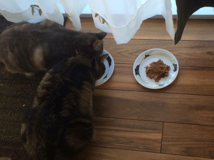 Illustration de l'article : Les chats n&rsquo;aiment visiblement pas vos cadeaux&hellip; La preuve en 24 photos !