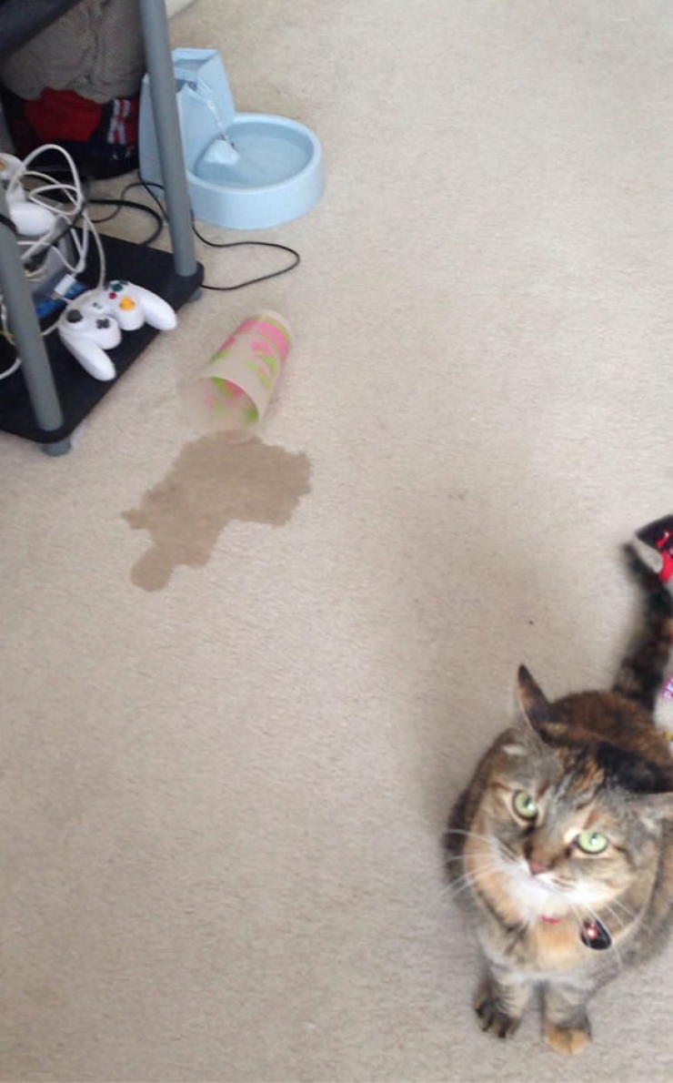 Illustration de l'article : Les chats n&rsquo;aiment visiblement pas vos cadeaux&hellip; La preuve en 24 photos !