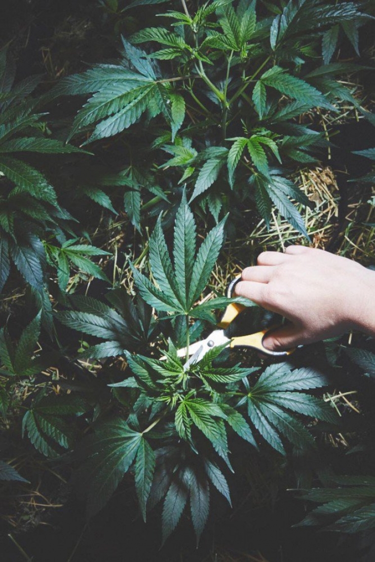 Illustration de l'article : Ces bonnes soeurs cultivent du cannabis pour une très belle cause !