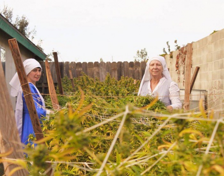 Illustration de l'article : Ces bonnes soeurs cultivent du cannabis pour une très belle cause !