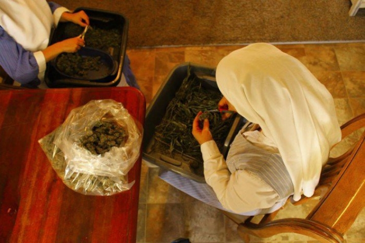 Illustration de l'article : Ces bonnes soeurs cultivent du cannabis pour une très belle cause !