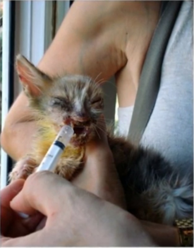 Illustration de l'article : Jeté parmi les ordures, complètement défiguré et mutilé, il avait peu de chance de survivre...