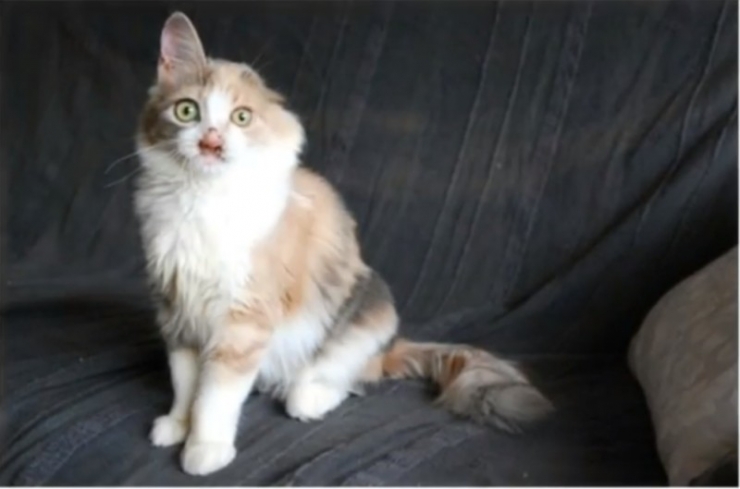 Illustration de l'article : Jeté parmi les ordures, complètement défiguré et mutilé, il avait peu de chance de survivre...