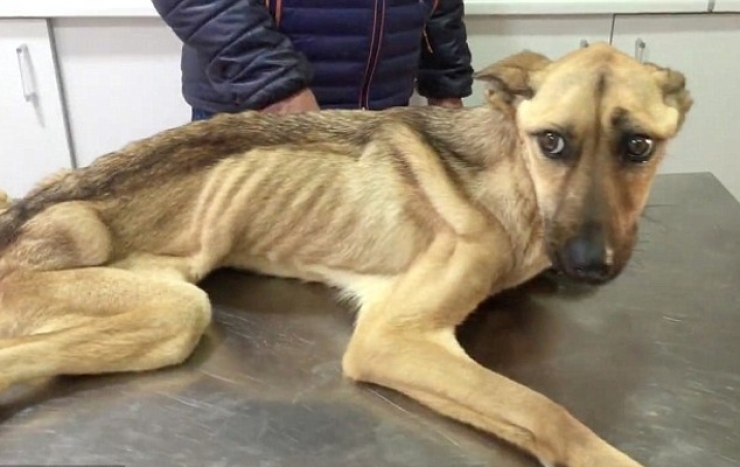 Illustration de l'article : Maltrait&eacute; et tr&egrave;s mal en point, regardez la magnifique transformation de ce pauvre chien, gr&acirc;ce &agrave; l&rsquo;amour de cet homme !