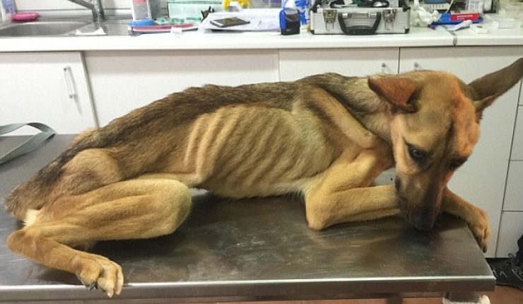 Illustration de l'article : Maltrait&eacute; et tr&egrave;s mal en point, regardez la magnifique transformation de ce pauvre chien, gr&acirc;ce &agrave; l&rsquo;amour de cet homme !