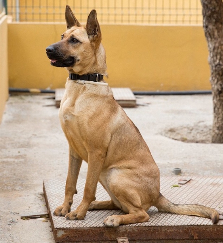 Illustration de l'article : Maltrait&eacute; et tr&egrave;s mal en point, regardez la magnifique transformation de ce pauvre chien, gr&acirc;ce &agrave; l&rsquo;amour de cet homme !