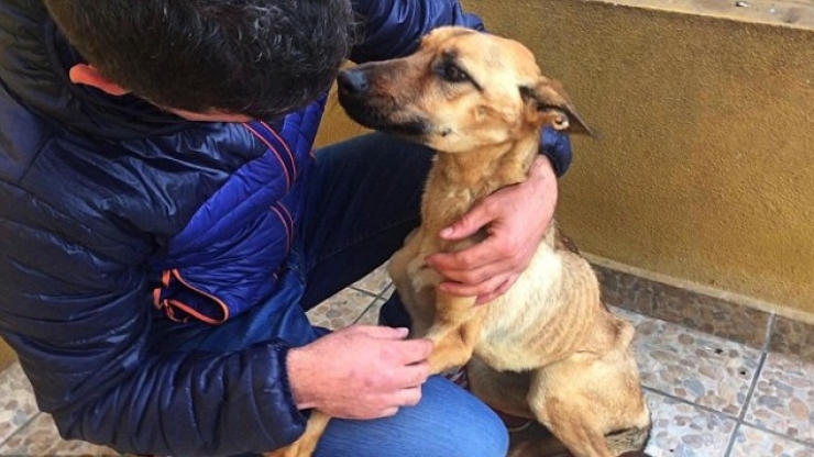 Illustration de l'article : Maltrait&eacute; et tr&egrave;s mal en point, regardez la magnifique transformation de ce pauvre chien, gr&acirc;ce &agrave; l&rsquo;amour de cet homme !