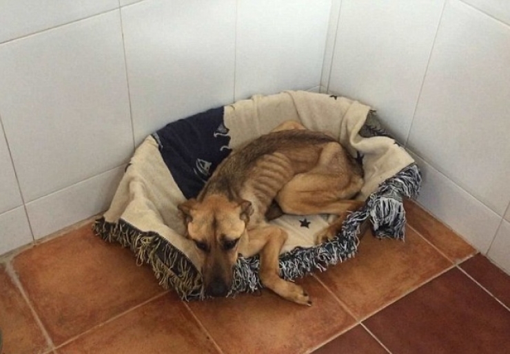 Illustration de l'article : Maltrait&eacute; et tr&egrave;s mal en point, regardez la magnifique transformation de ce pauvre chien, gr&acirc;ce &agrave; l&rsquo;amour de cet homme !