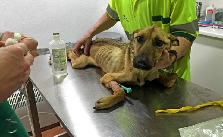 Illustration de l'article : Maltrait&eacute; et tr&egrave;s mal en point, regardez la magnifique transformation de ce pauvre chien, gr&acirc;ce &agrave; l&rsquo;amour de cet homme !