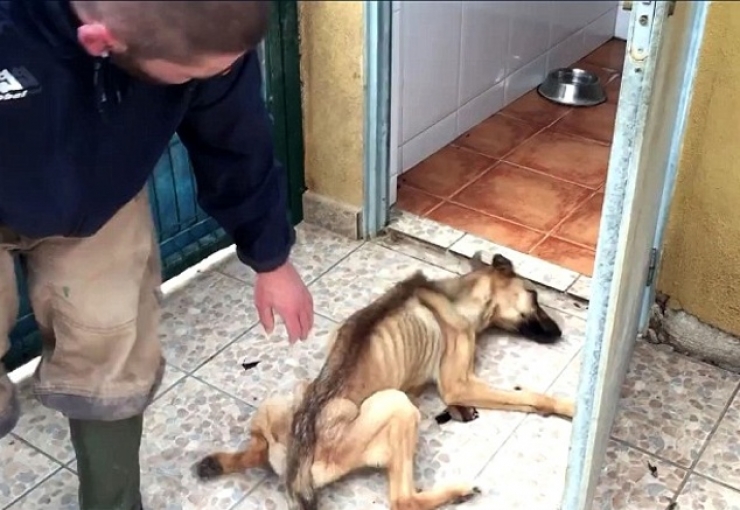 Illustration de l'article : Maltrait&eacute; et tr&egrave;s mal en point, regardez la magnifique transformation de ce pauvre chien, gr&acirc;ce &agrave; l&rsquo;amour de cet homme !