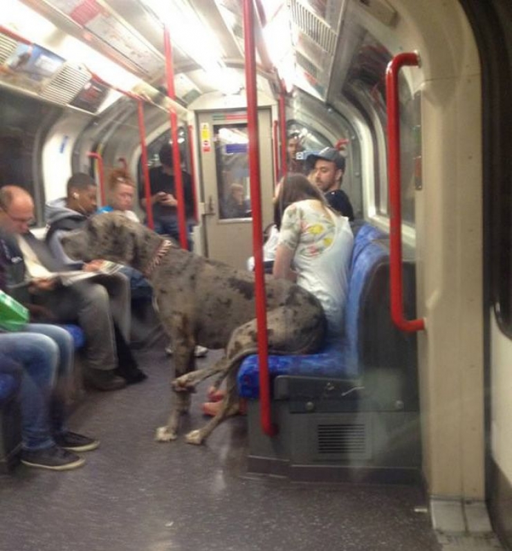 Illustration de l'article : Ces rencontres totalement improbables qu’on peut faire dans le métro… 18 photos !