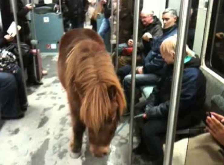 Illustration de l'article : Ces rencontres totalement improbables qu’on peut faire dans le métro… 18 photos !