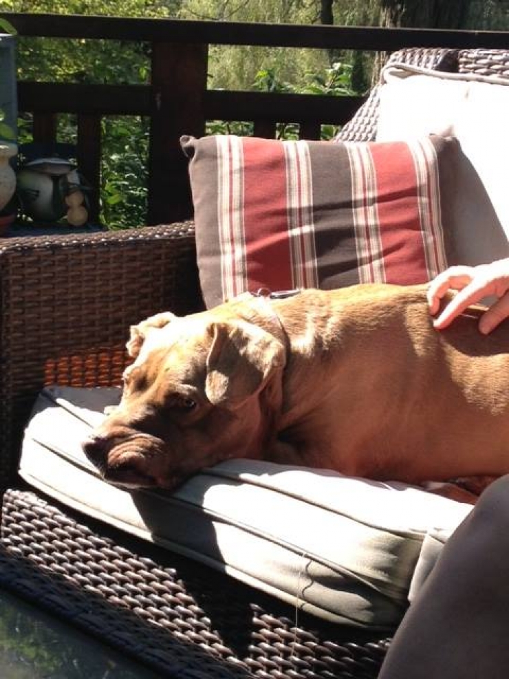 Illustration de l'article : Forc&eacute;e &agrave; s'accoupler et battue quand elle g&eacute;missait, le traumatisme de cette chienne laisse encore des marques aujourd'hui...