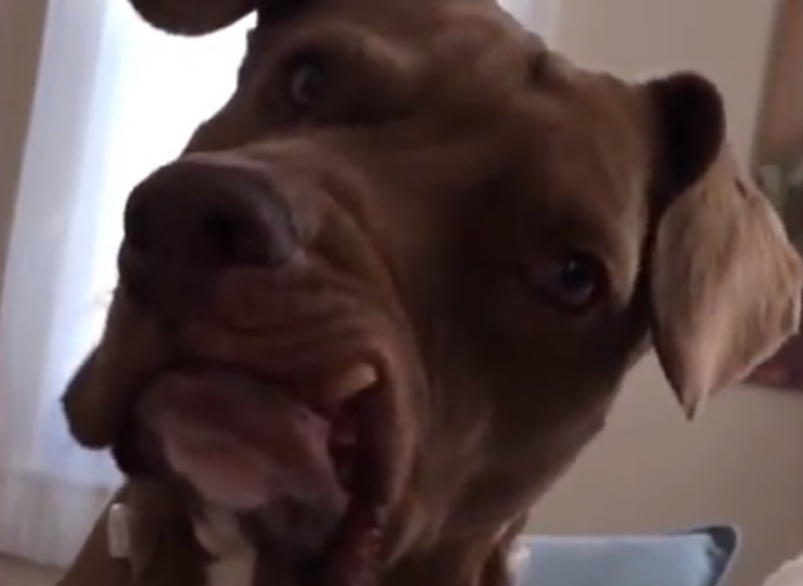 Illustration de l'article : Forc&eacute;e &agrave; s'accoupler et battue quand elle g&eacute;missait, le traumatisme de cette chienne laisse encore des marques aujourd'hui...