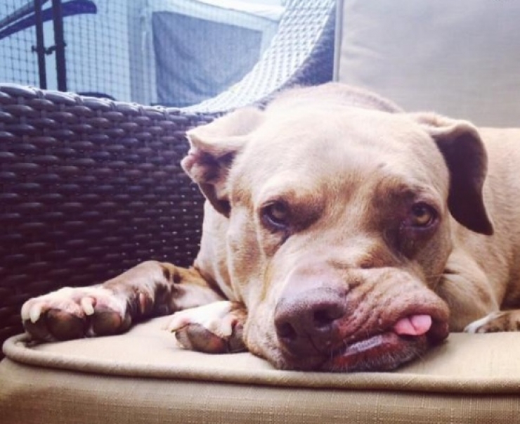 Illustration de l'article : Forc&eacute;e &agrave; s'accoupler et battue quand elle g&eacute;missait, le traumatisme de cette chienne laisse encore des marques aujourd'hui...