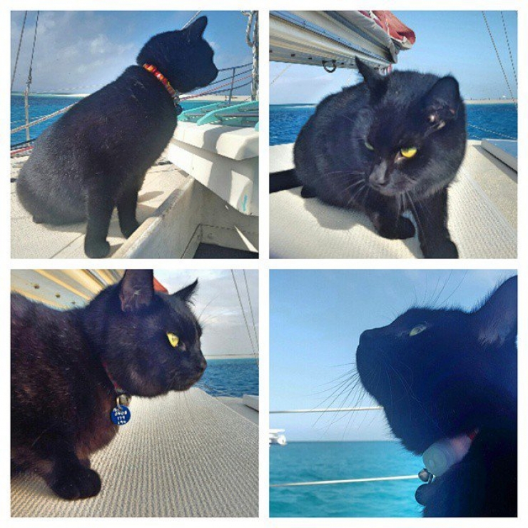 Illustration de l'article : Cet homme a TOUT plaqu&eacute; pour voyager en van autour de l'Australie... Avec son chat !