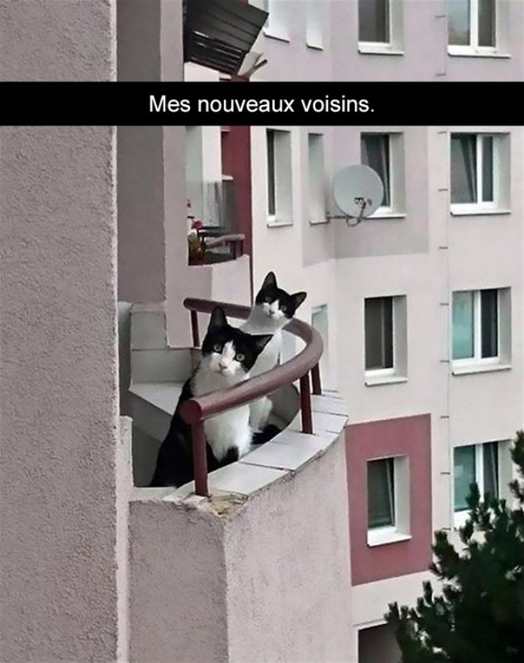 Illustration de l'article : Attention, les chats envahissent Snapchat et leurs maîtres ne manquent pas d'humour ! (20 photos)
