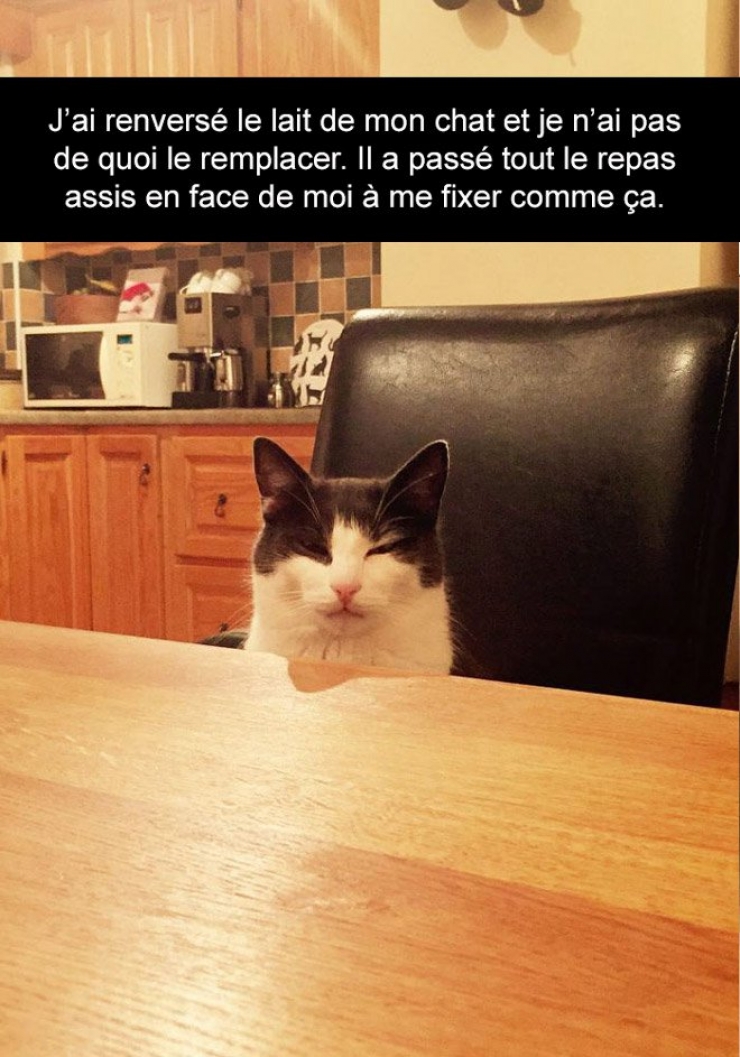 Illustration de l'article : Attention, les chats envahissent Snapchat et leurs maîtres ne manquent pas d'humour ! (20 photos)