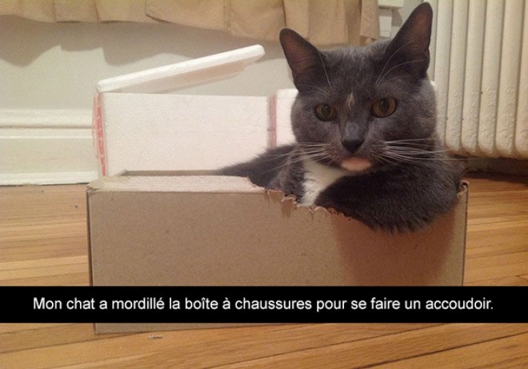 Illustration de l'article : Attention, les chats envahissent Snapchat et leurs maîtres ne manquent pas d'humour ! (20 photos)