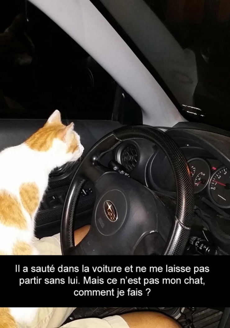 Illustration de l'article : Attention, les chats envahissent Snapchat et leurs maîtres ne manquent pas d'humour ! (20 photos)