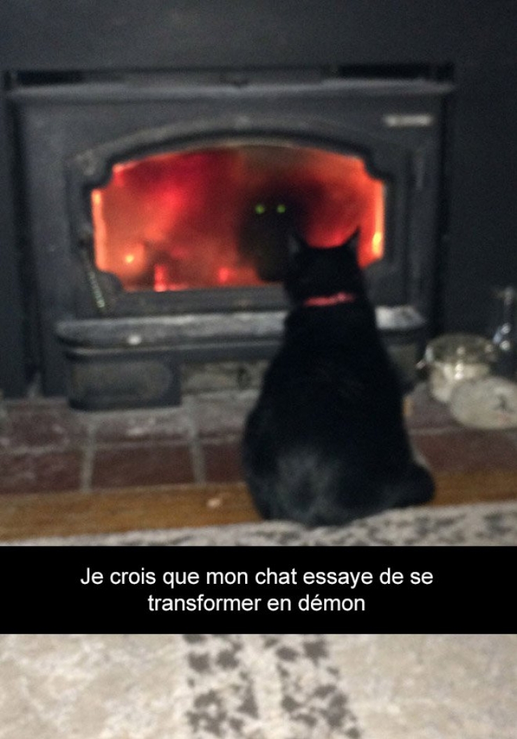 Illustration de l'article : Attention, les chats envahissent Snapchat et leurs maîtres ne manquent pas d'humour ! (20 photos)