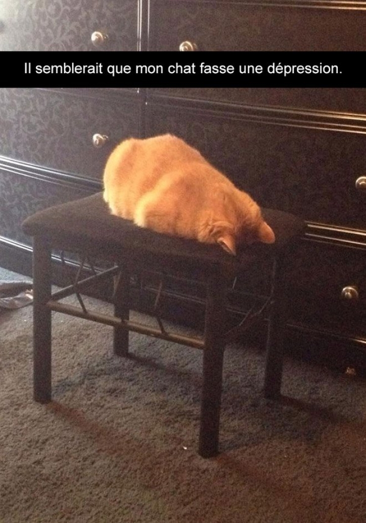 Illustration de l'article : Attention, les chats envahissent Snapchat et leurs maîtres ne manquent pas d'humour ! (20 photos)