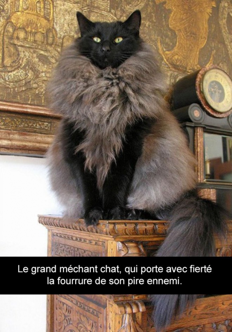 Illustration de l'article : Attention, les chats envahissent Snapchat et leurs maîtres ne manquent pas d'humour ! (20 photos)