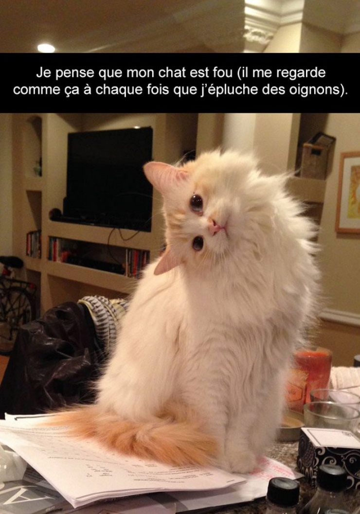 Illustration de l'article : Attention, les chats envahissent Snapchat et leurs maîtres ne manquent pas d'humour ! (20 photos)