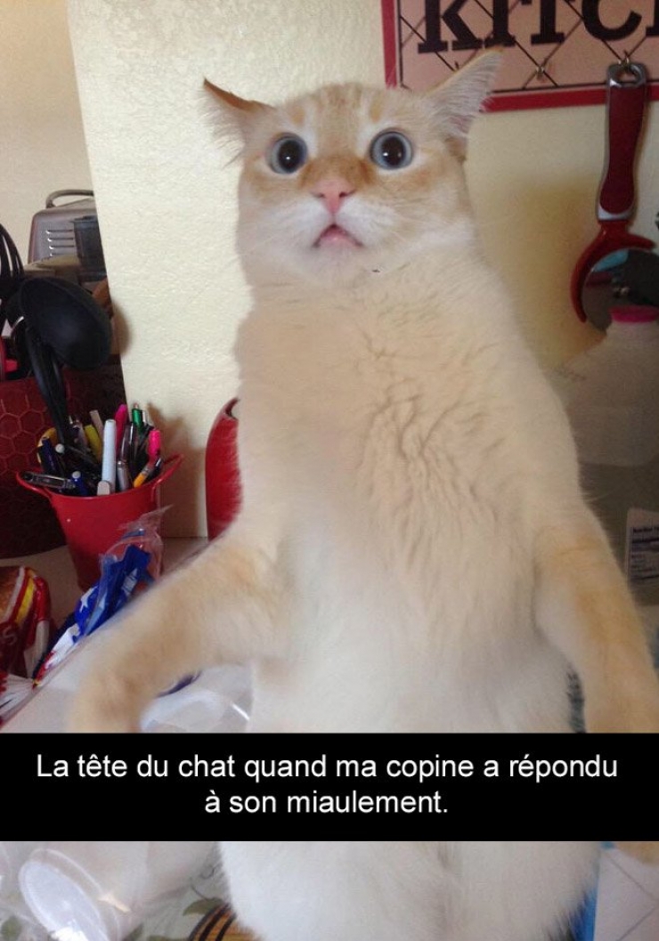 Illustration de l'article : Attention, les chats envahissent Snapchat et leurs maîtres ne manquent pas d'humour ! (20 photos)
