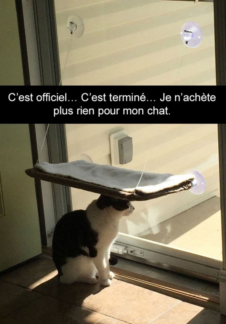 Illustration de l'article : Attention, les chats envahissent Snapchat et leurs maîtres ne manquent pas d'humour ! (20 photos)
