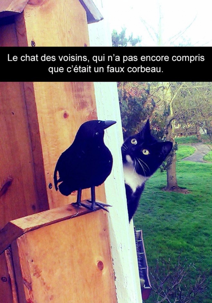 Illustration de l'article : Attention, les chats envahissent Snapchat et leurs maîtres ne manquent pas d'humour ! (20 photos)