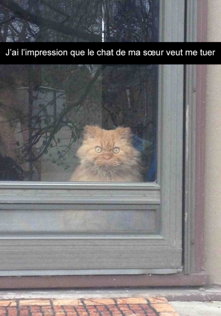 Illustration de l'article : Attention, les chats envahissent Snapchat et leurs maîtres ne manquent pas d'humour ! (20 photos)