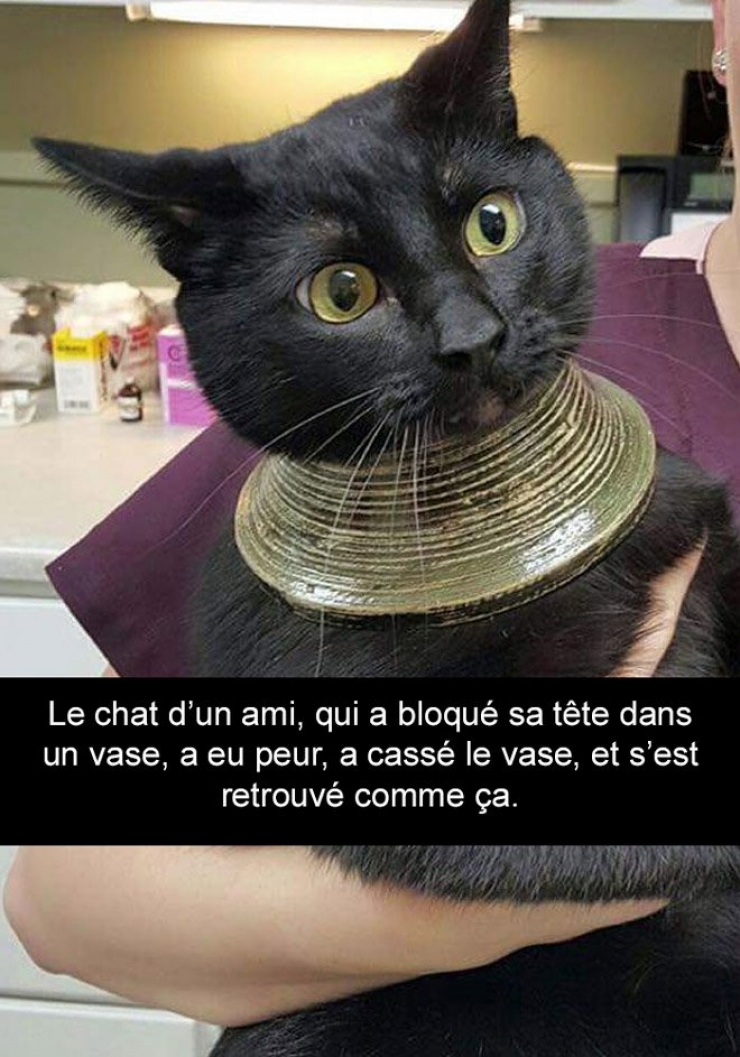 Illustration de l'article : Attention, les chats envahissent Snapchat et leurs maîtres ne manquent pas d'humour ! (20 photos)