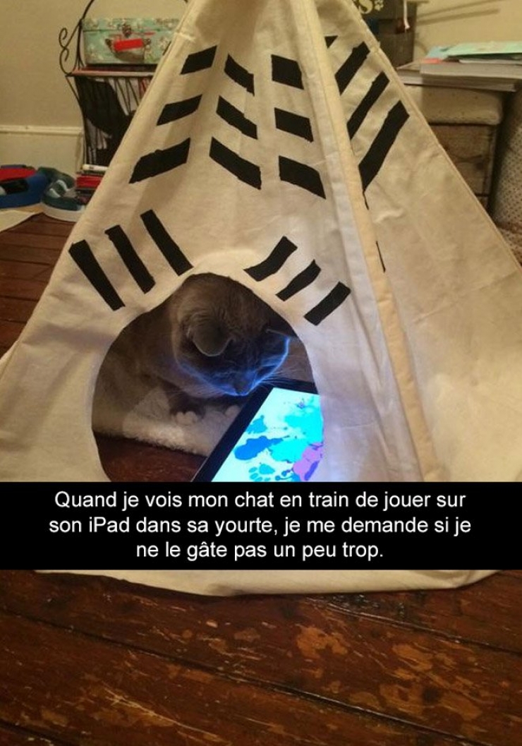 Illustration de l'article : Attention, les chats envahissent Snapchat et leurs maîtres ne manquent pas d'humour ! (20 photos)