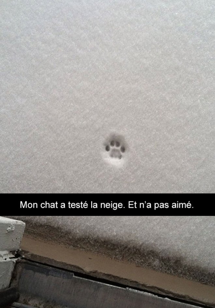 Illustration de l'article : Attention, les chats envahissent Snapchat et leurs maîtres ne manquent pas d'humour ! (20 photos)
