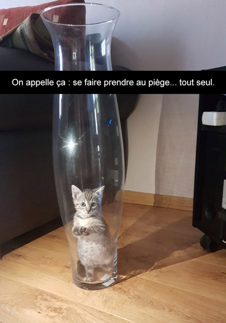 Illustration de l'article : Attention, les chats envahissent Snapchat et leurs maîtres ne manquent pas d'humour ! (20 photos)