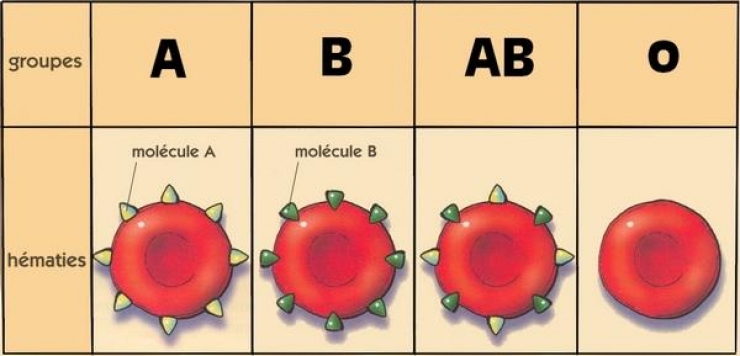 Illustration de l'article : Pourquoi les personnes du groupe sanguin O sont-elles extraordinaires ?