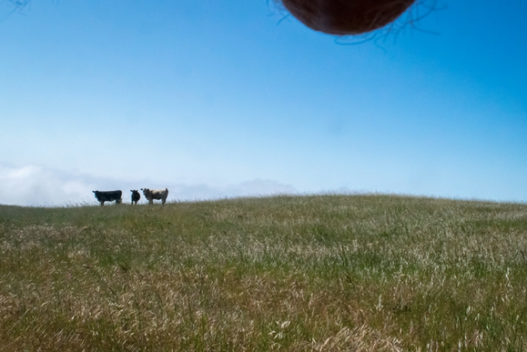 Illustration de l'article : Des paysages, des testicules et des photos... Vous connaissez cette mode appelée le Nutscaping?