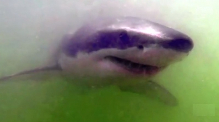 Illustration de l'article : C'est bien la premi&egrave;re fois qu'une attaque de requin permet de sauver une vie !