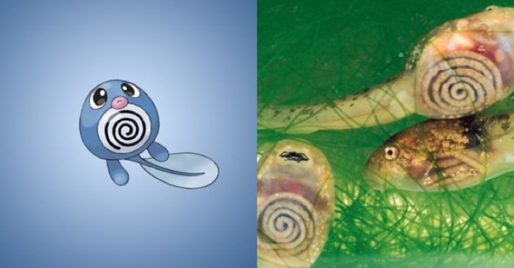 Illustration de l'article : Saviez-vous que ces 15 Pokemon existaient vraiment dans la réalité ?