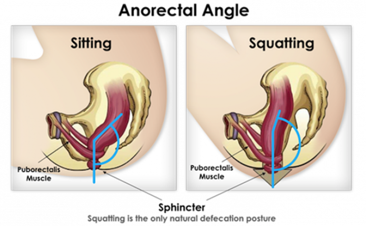 Illustration de l'article : Et si on vous disait que vous n'avez jamais fait caca correctement ? Après cet article, ça va changer !