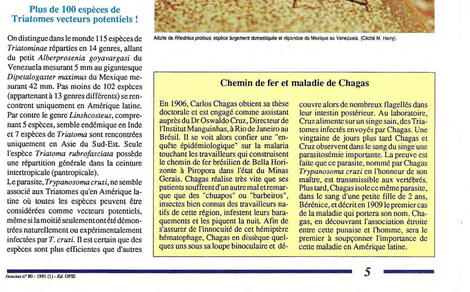 Illustration de l'article : Attention: Si vous pr&eacute;voyez des vacances dans ces r&eacute;gions et que vous y voyez cet insecte, &eacute;loignez-vous rapidement!