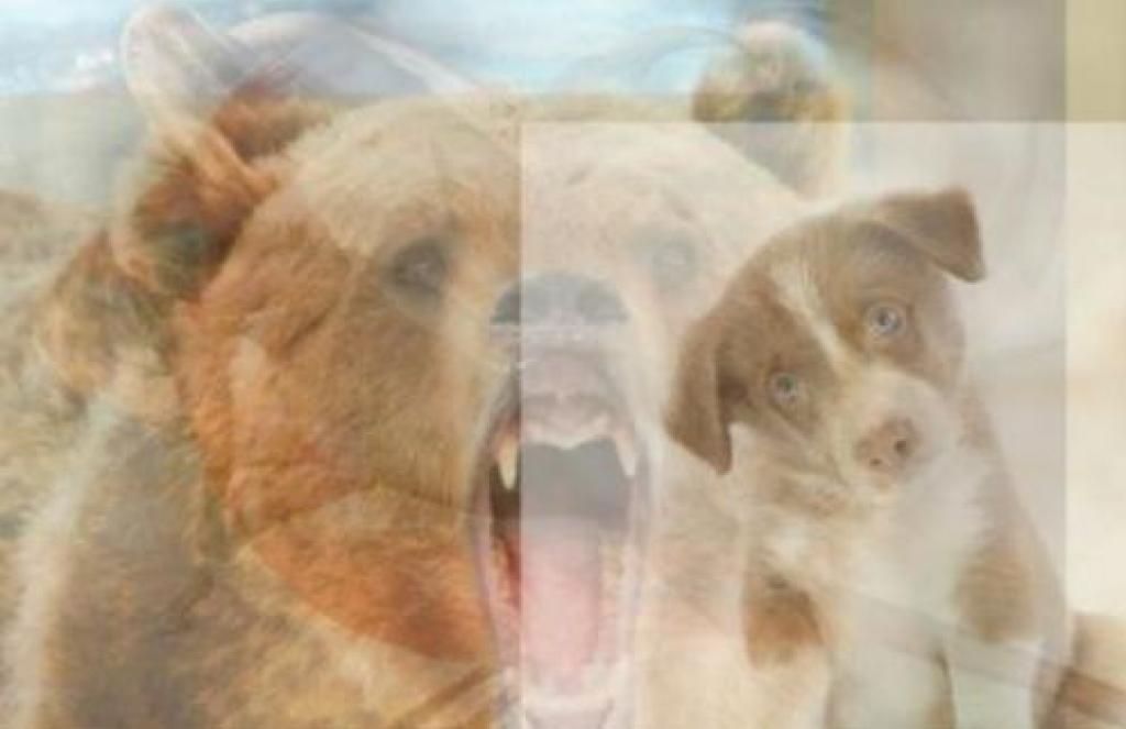 Illustration de l'article : La première chose que vous voyez sur cette image en dit beaucoup sur votre personnalité...